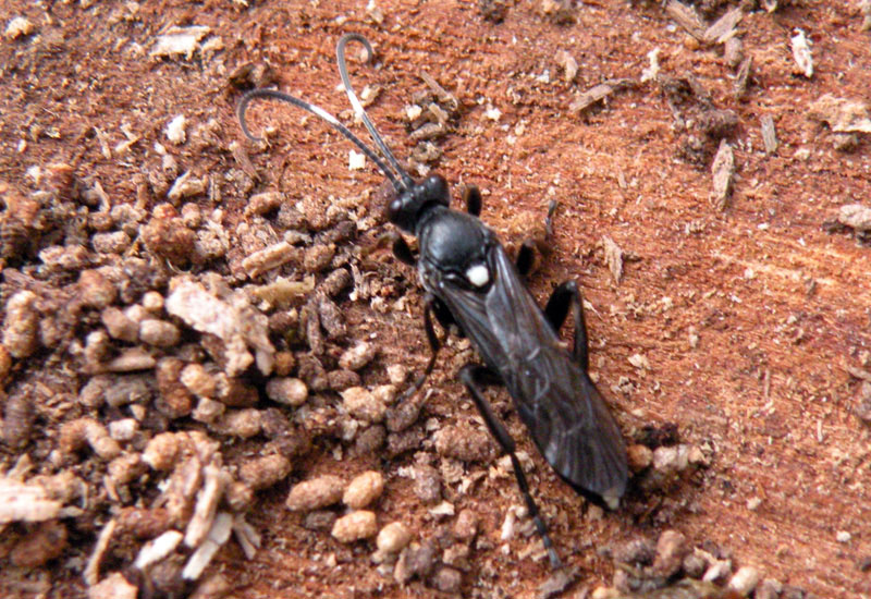 Pot-pourri di Ichneumonoidea